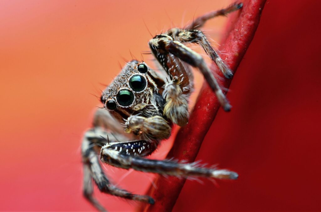 jumping spider