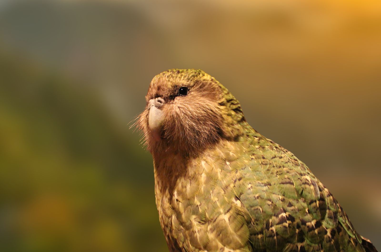 kakapo