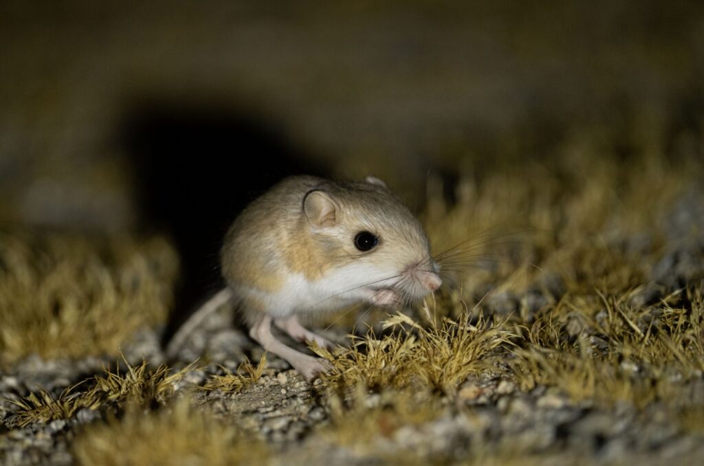 kangaroo rat