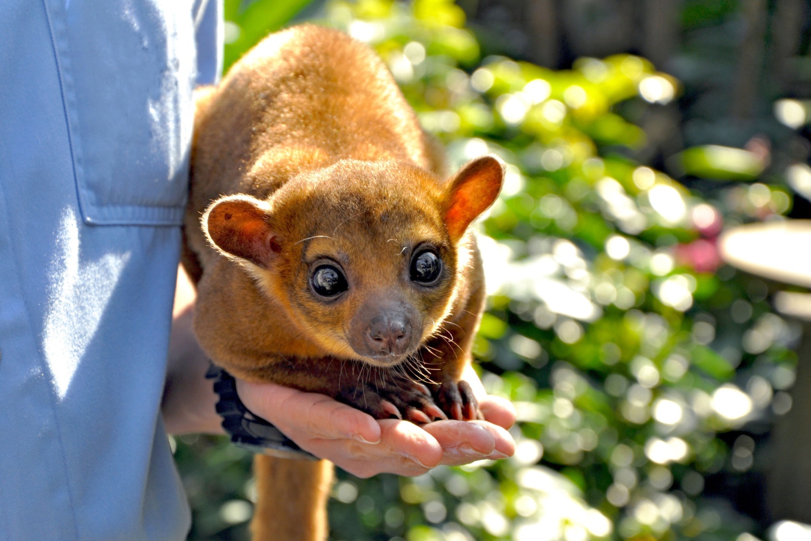 kinkajou