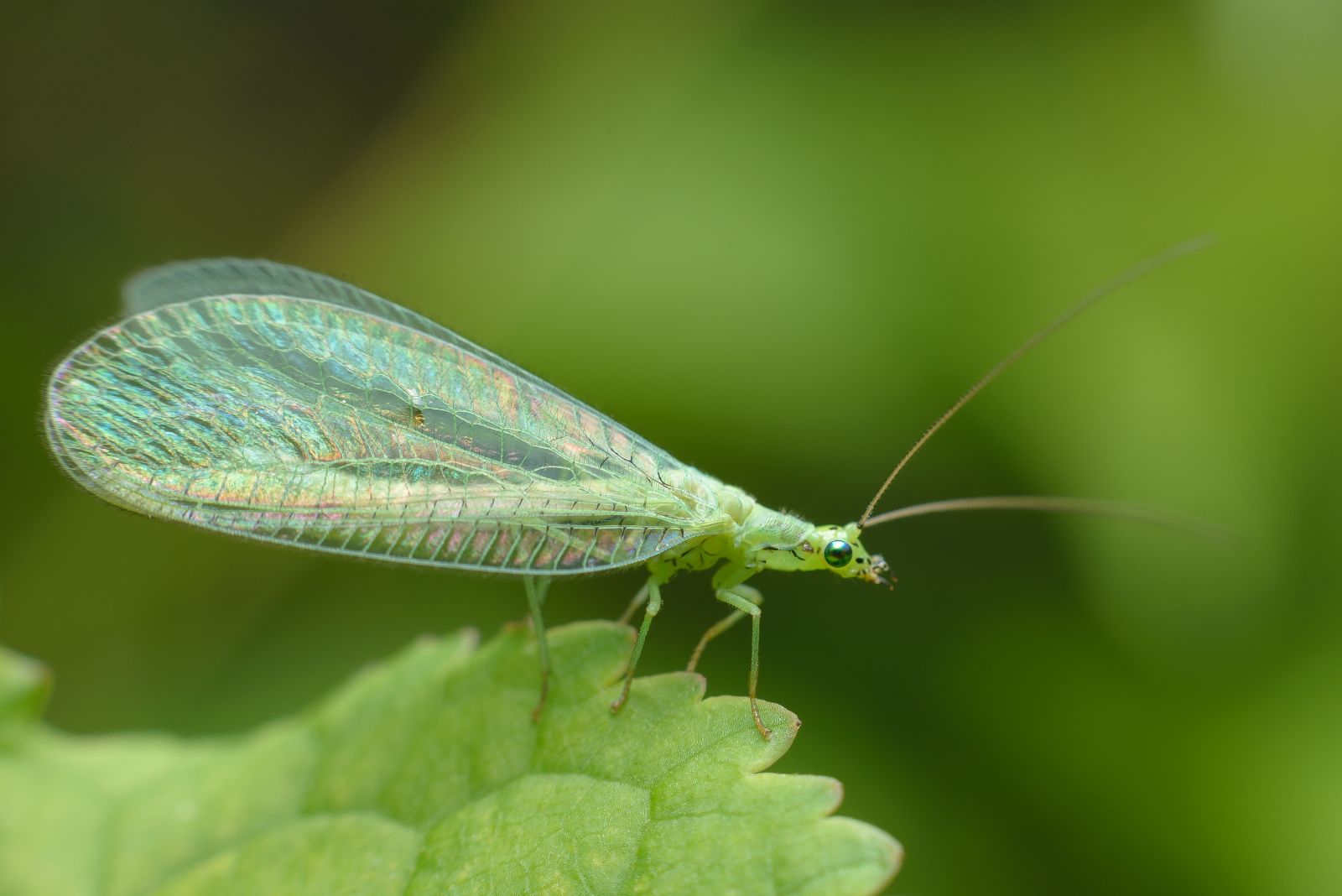 lacewings