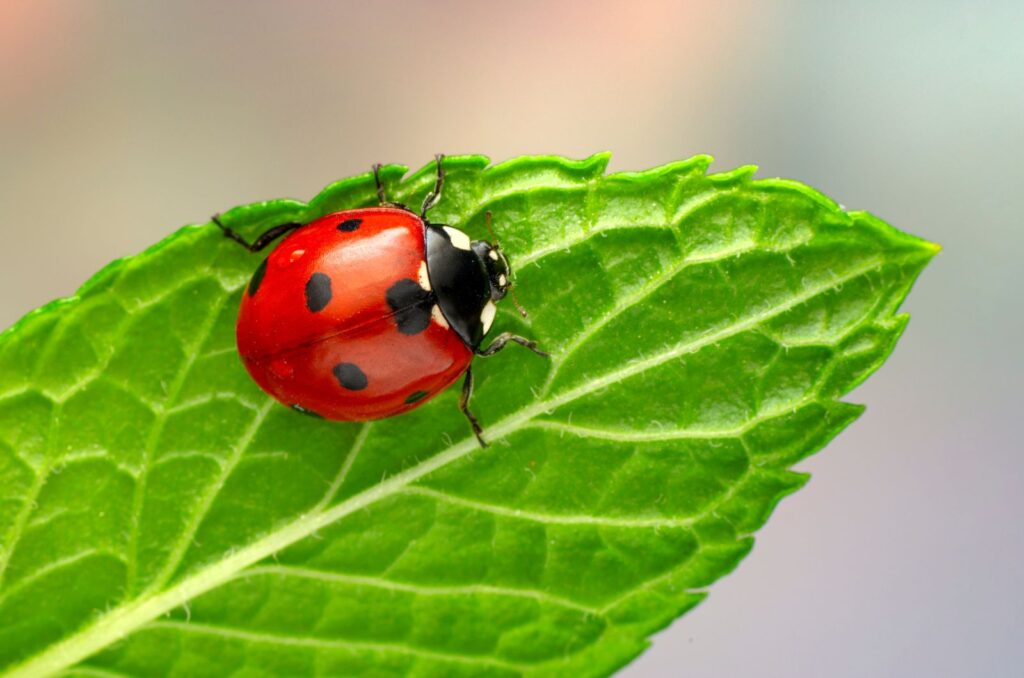 ladybugs