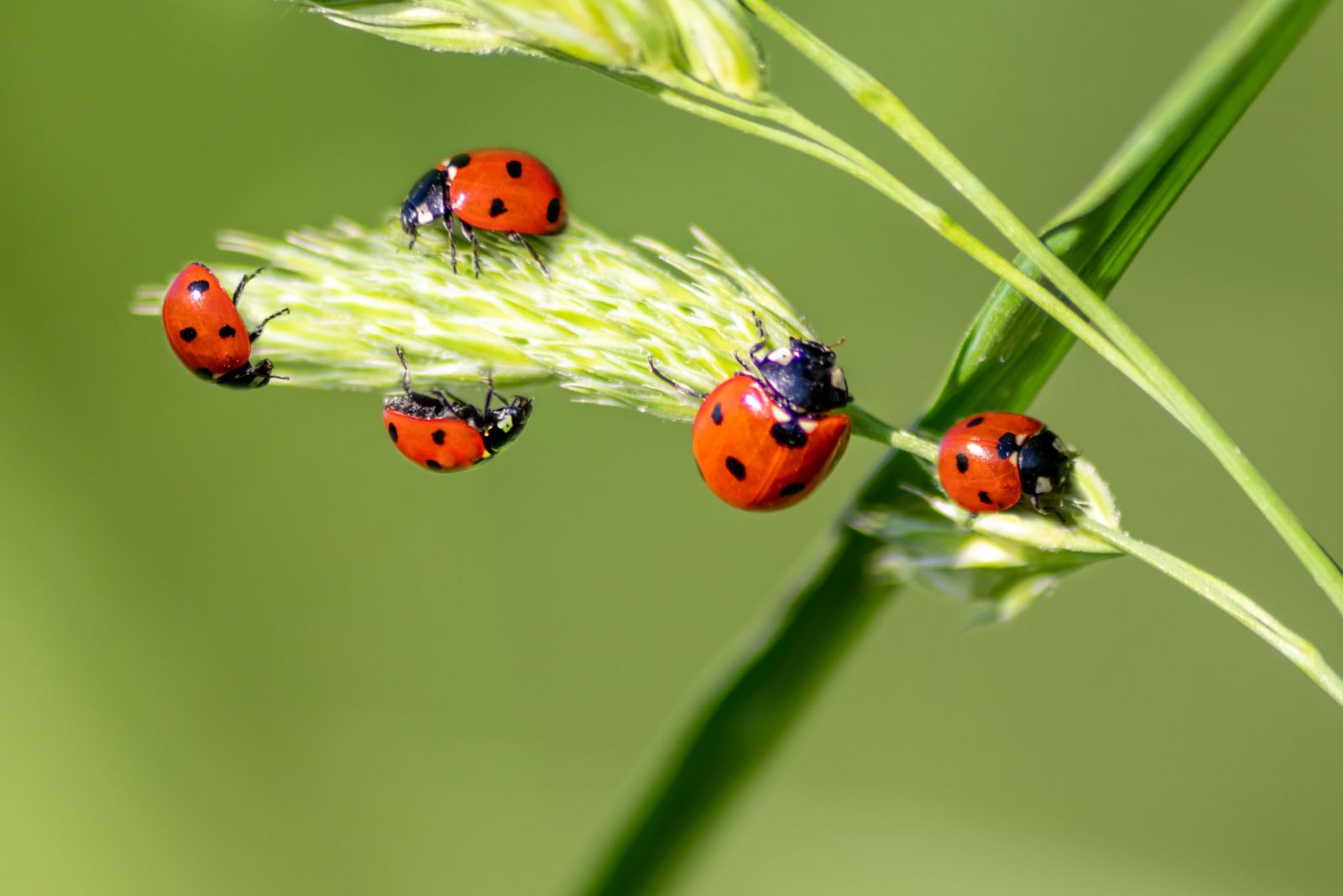 ladybugs