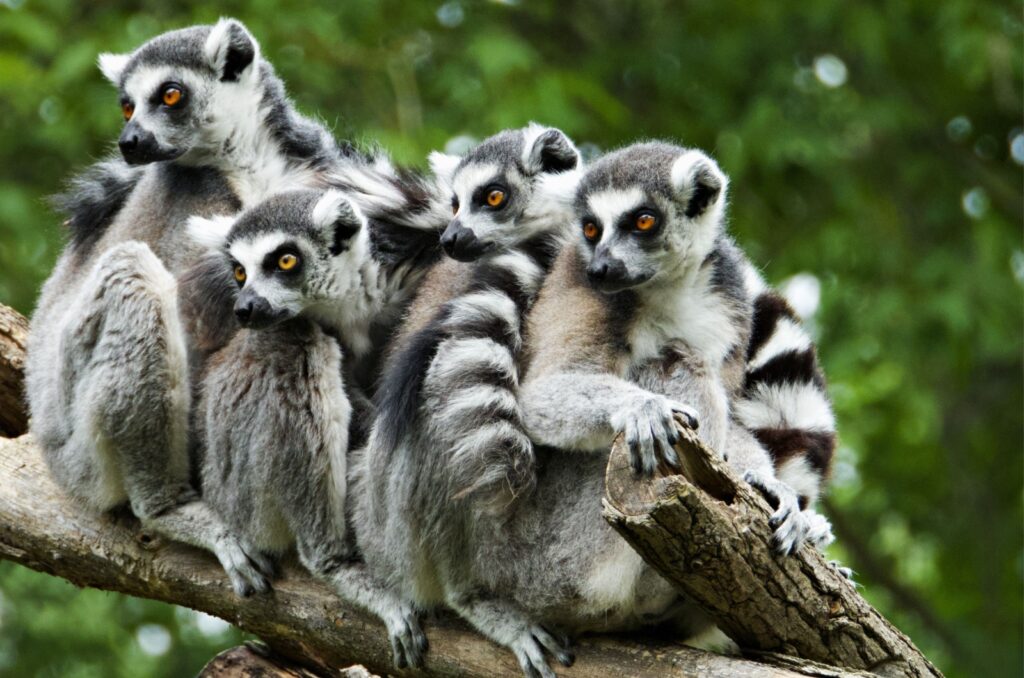 lemurs