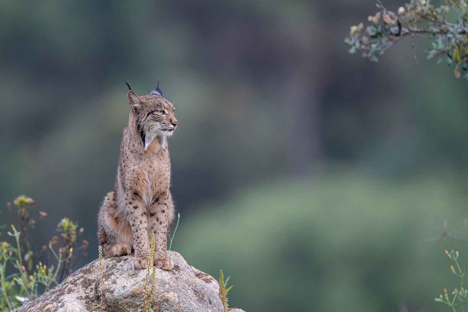 lynx