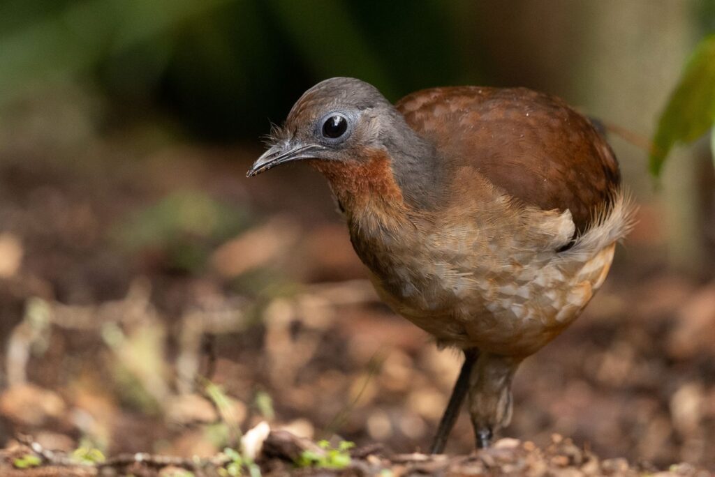 lyrebird