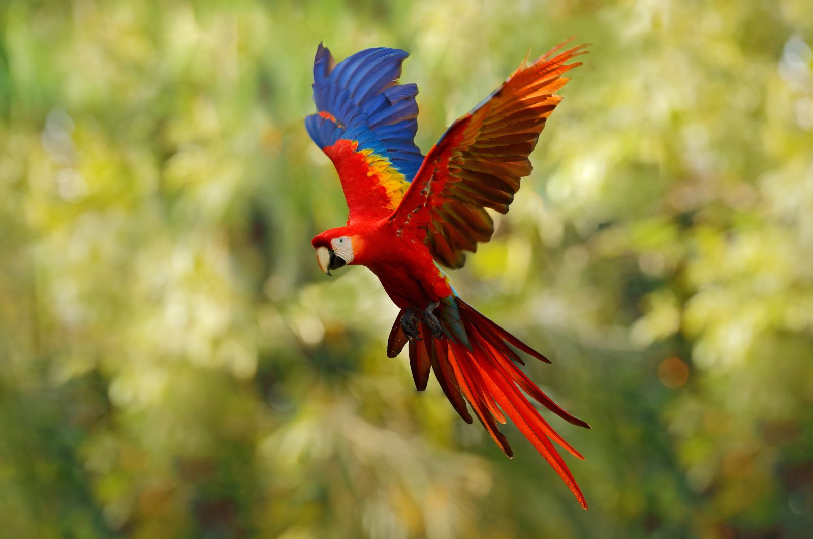 macaw