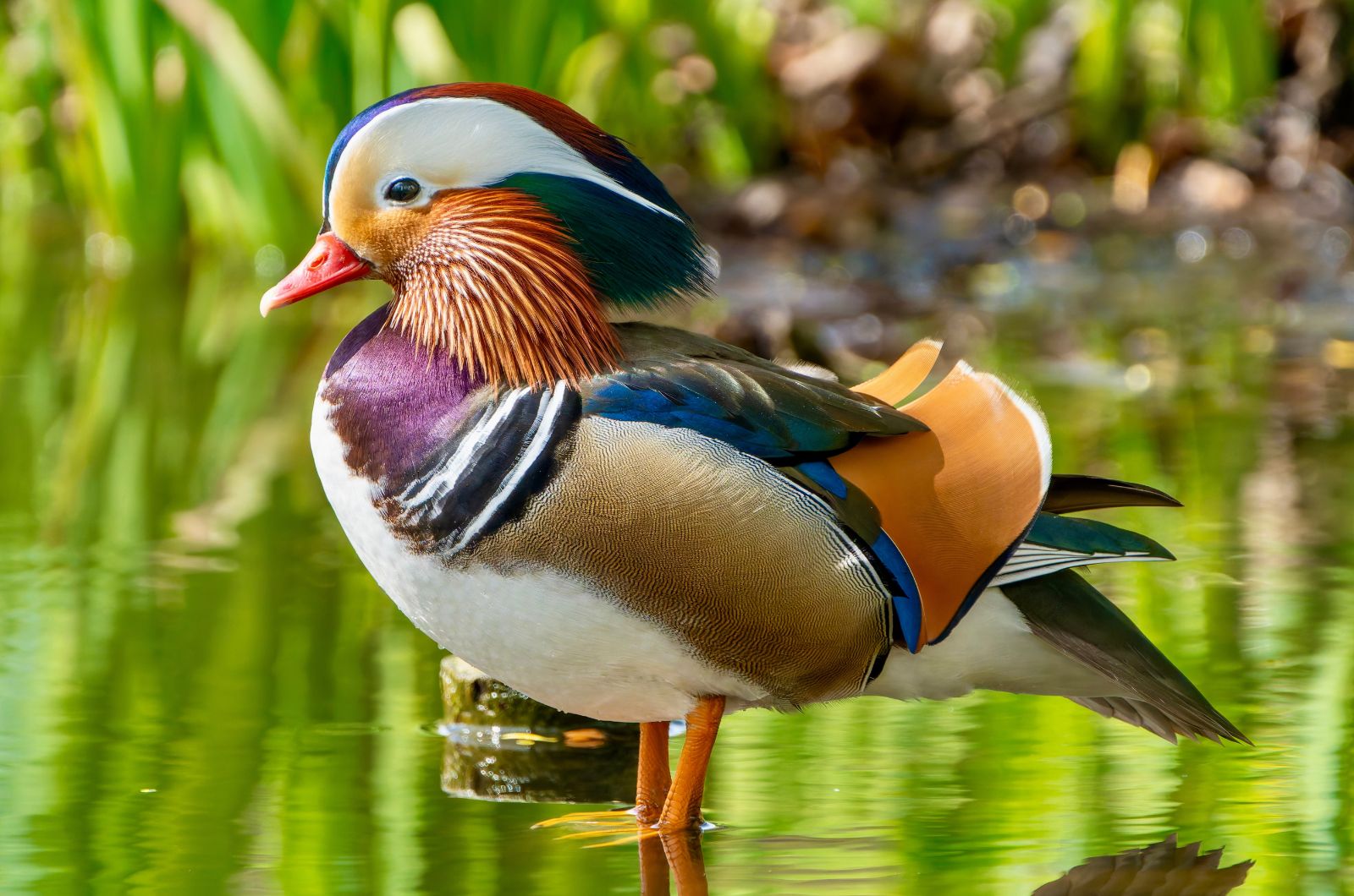 mandarin duck