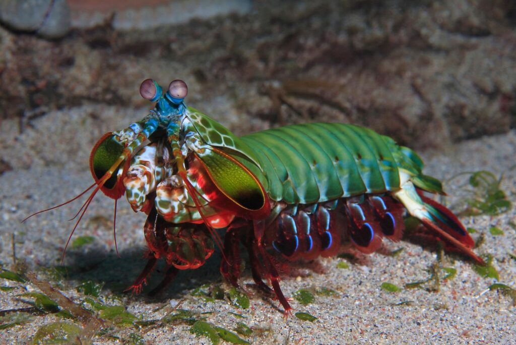 mantis shrimp