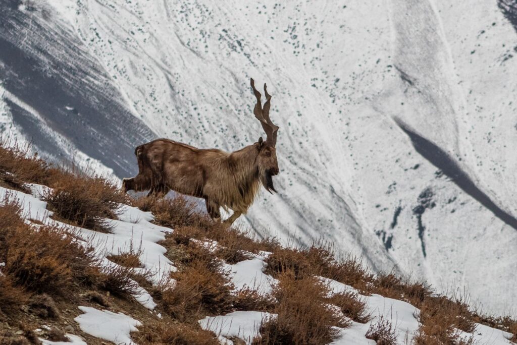 markhor