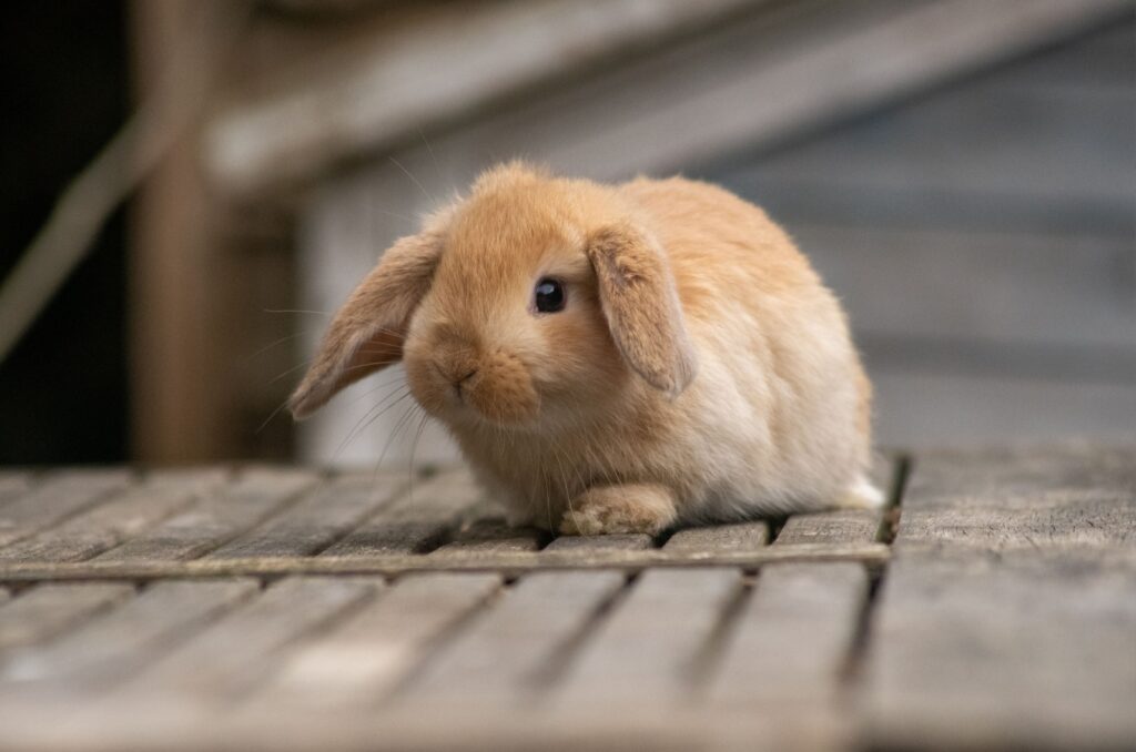 mini lop rabbit