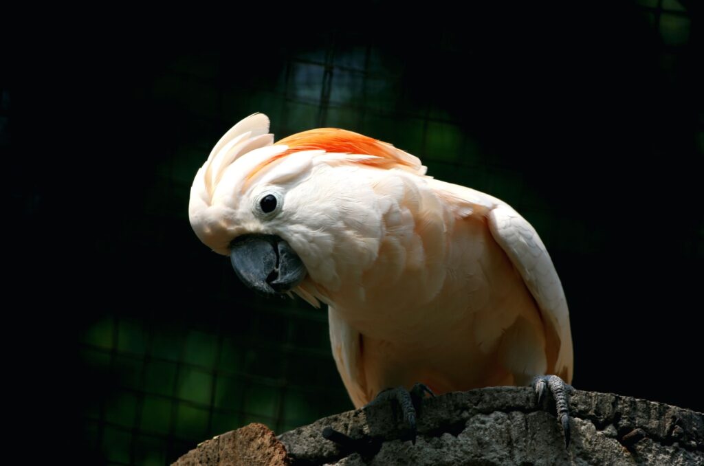 moluccan cockatoo