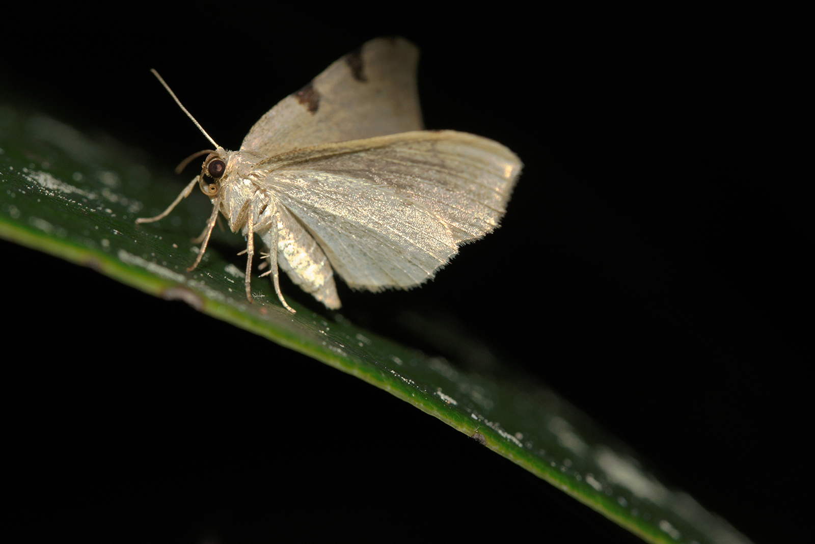 moth at night