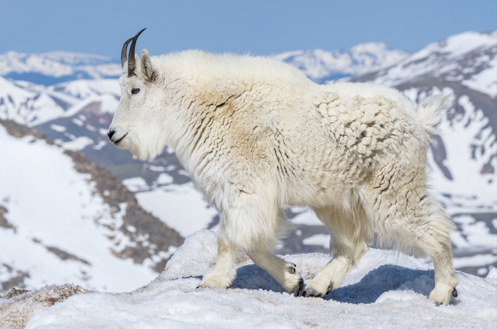 mountain goat snow