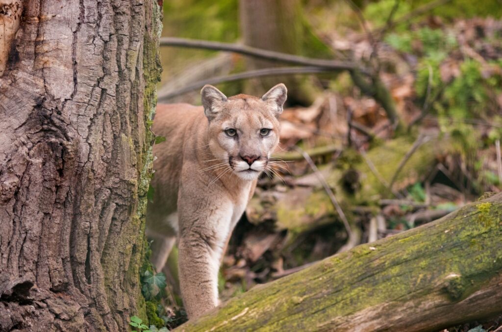 mountain lion