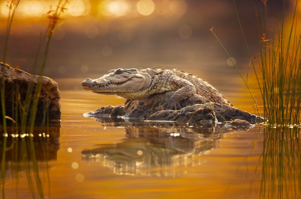 mugger crocodile