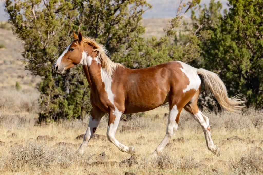 mustang
