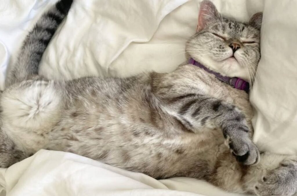 19 Fun And Surprising Things About Gray Tabby Cats