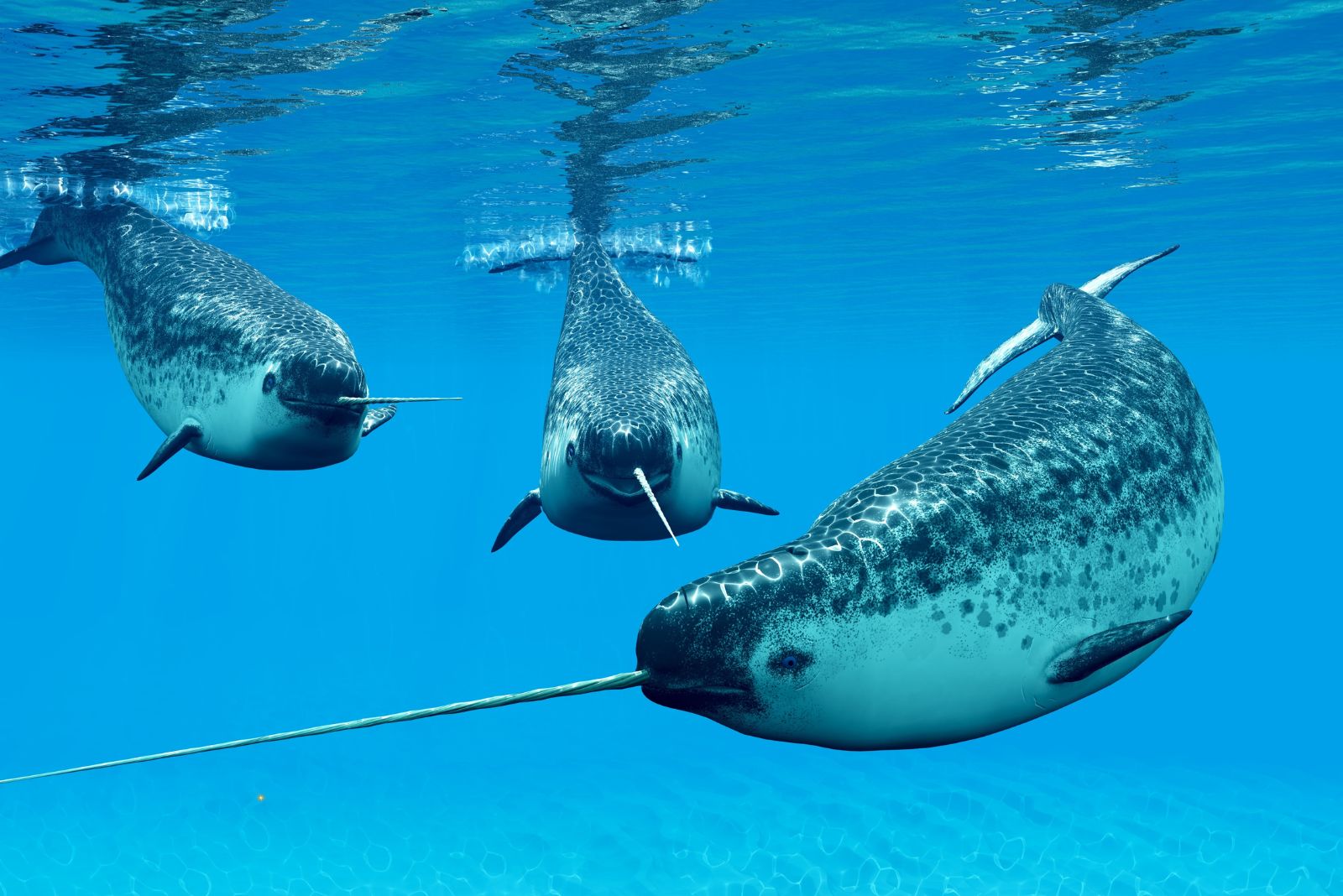 narwhal