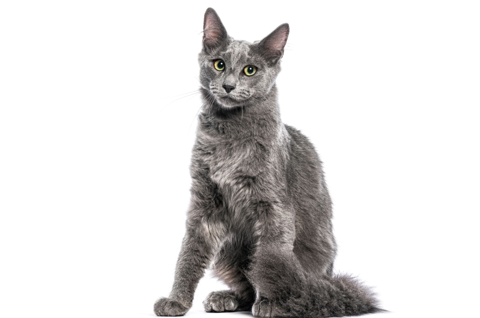 nebelung