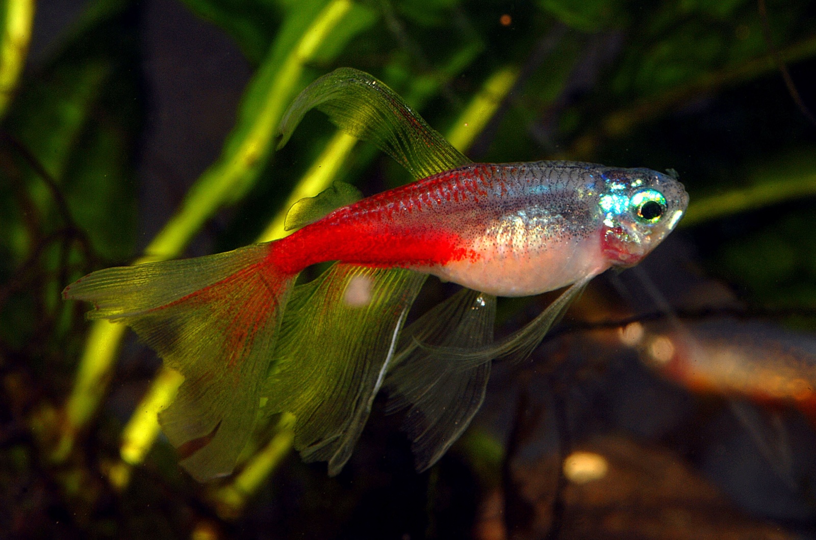 neon tetra