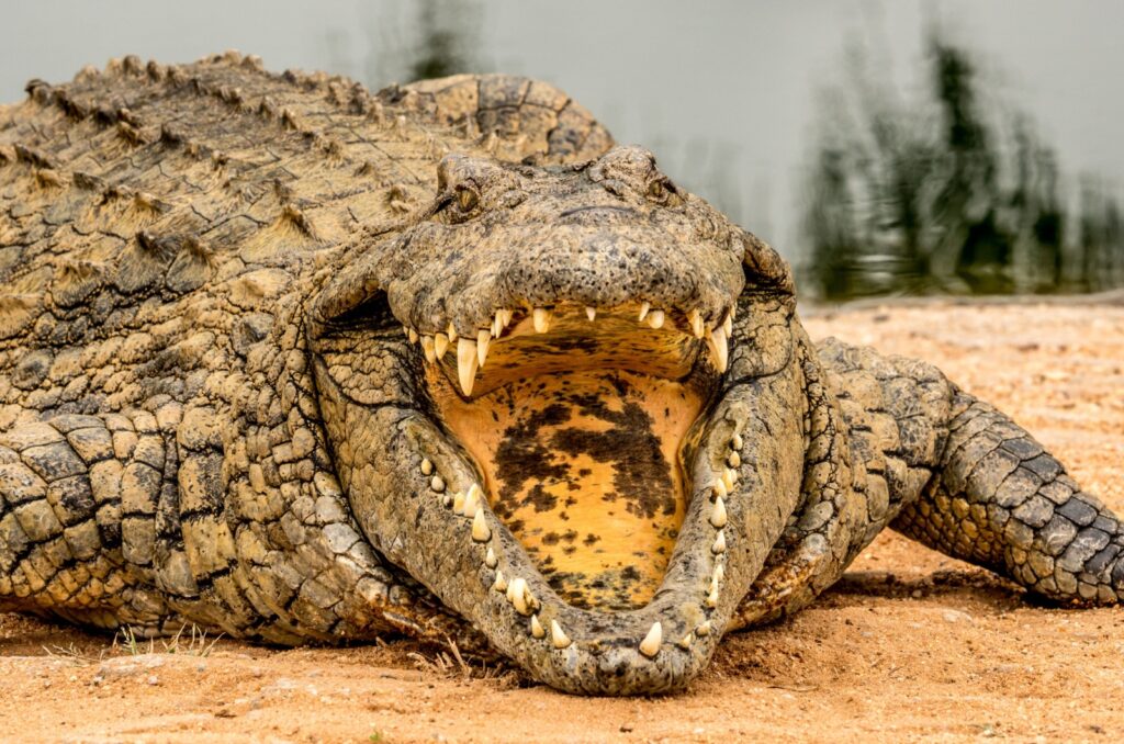 nile crocodile