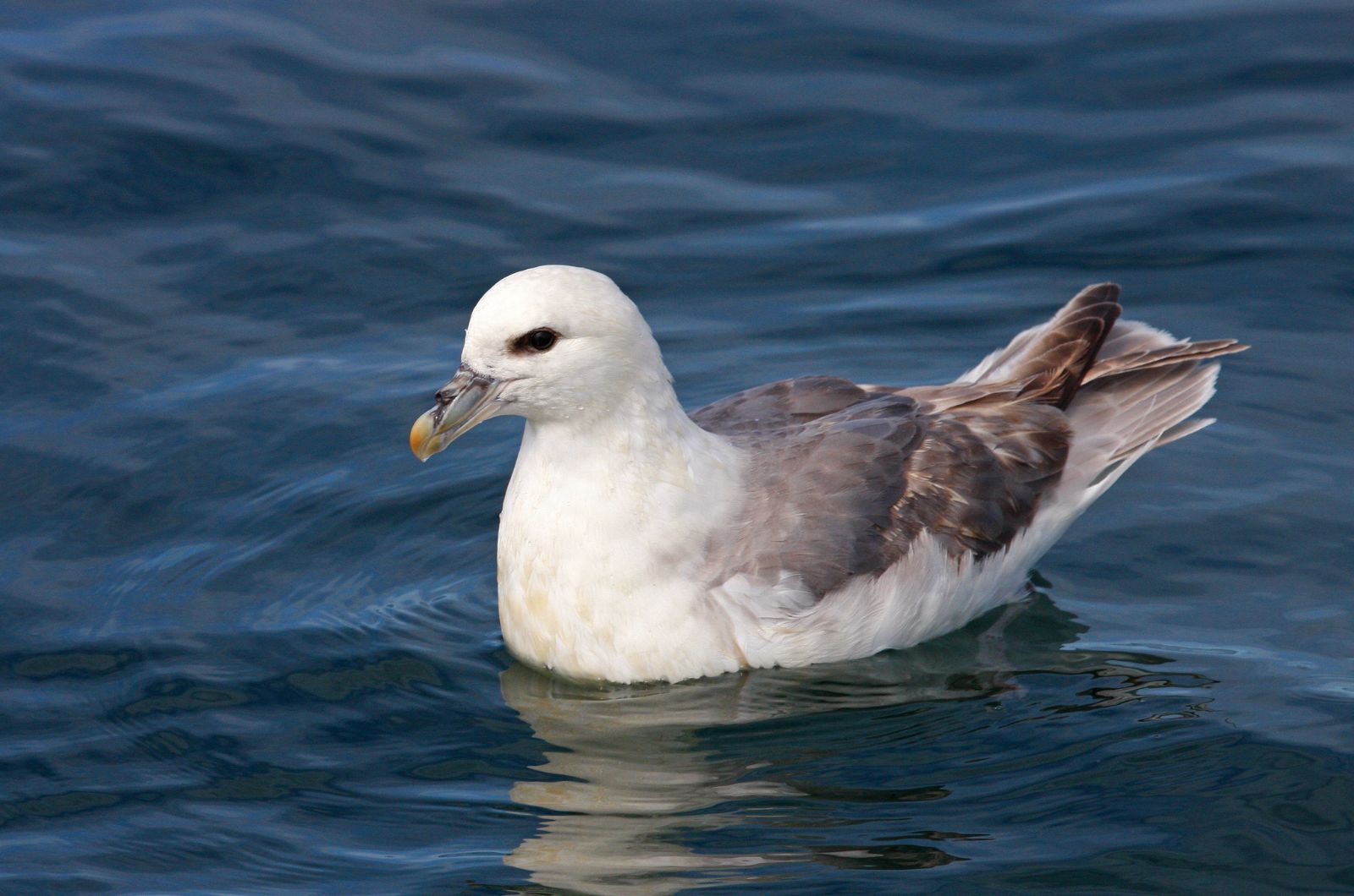 northern fulmar