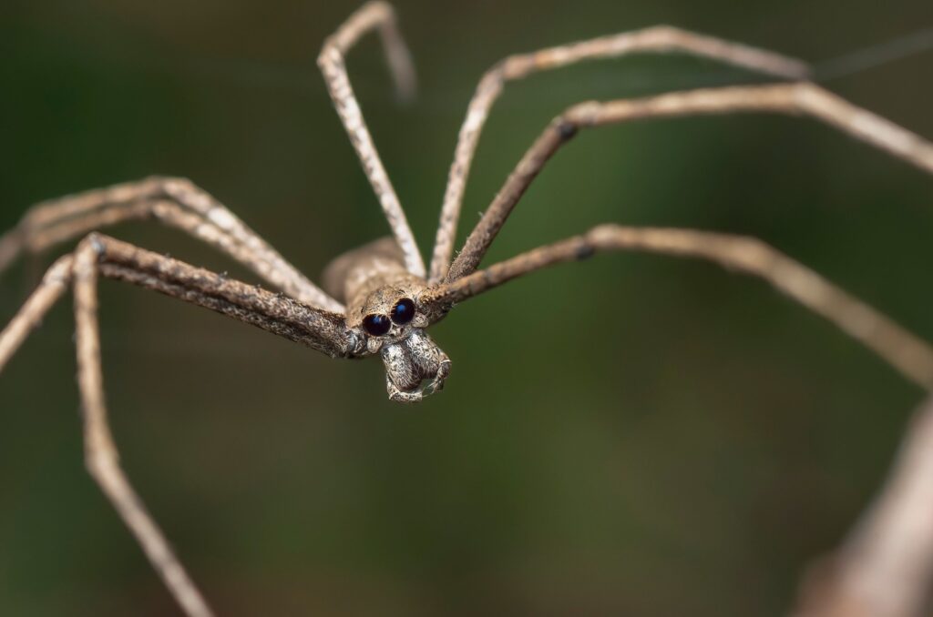 ogre faced spider