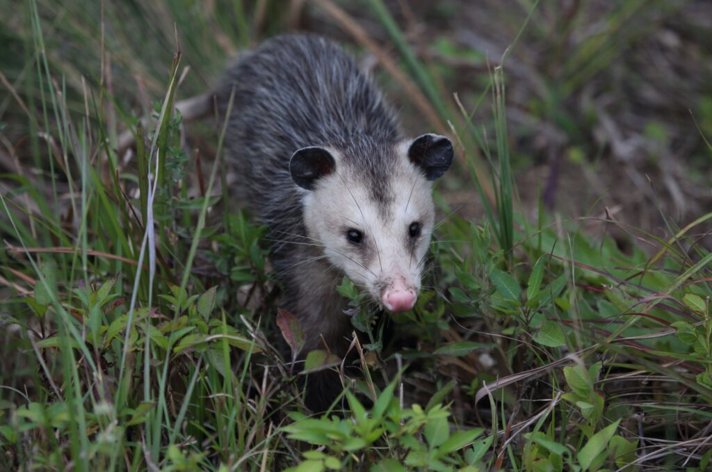 opposum