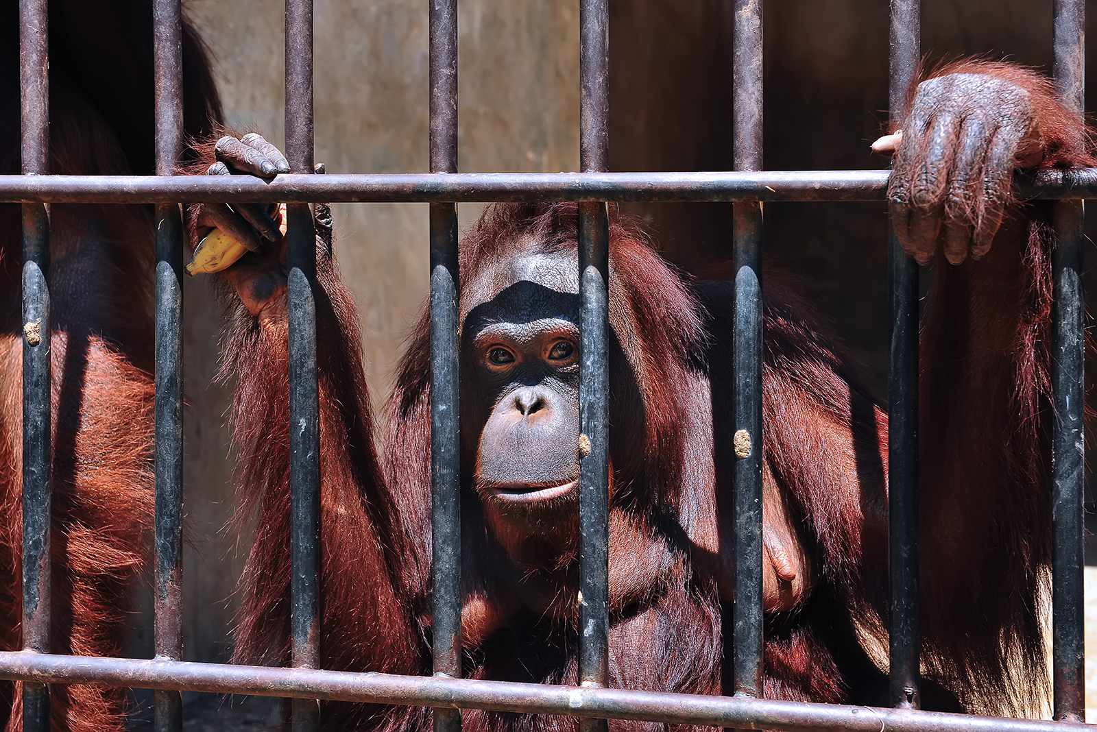 orangutan behinf the iron wall