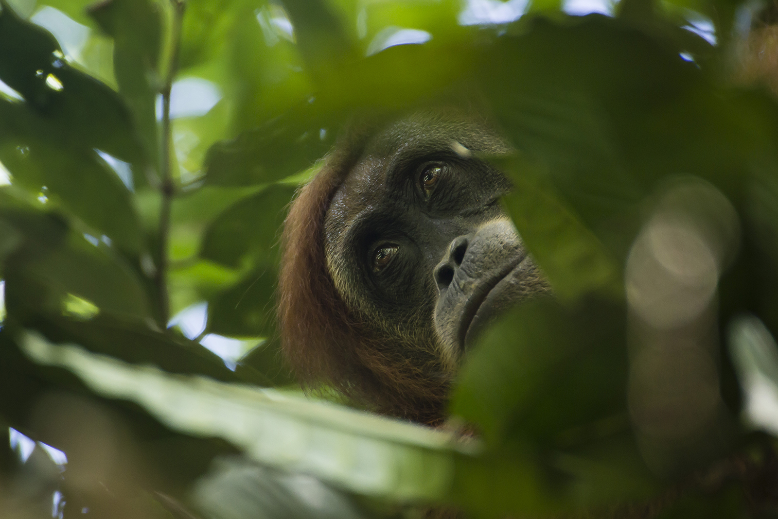 orangutan between leaves