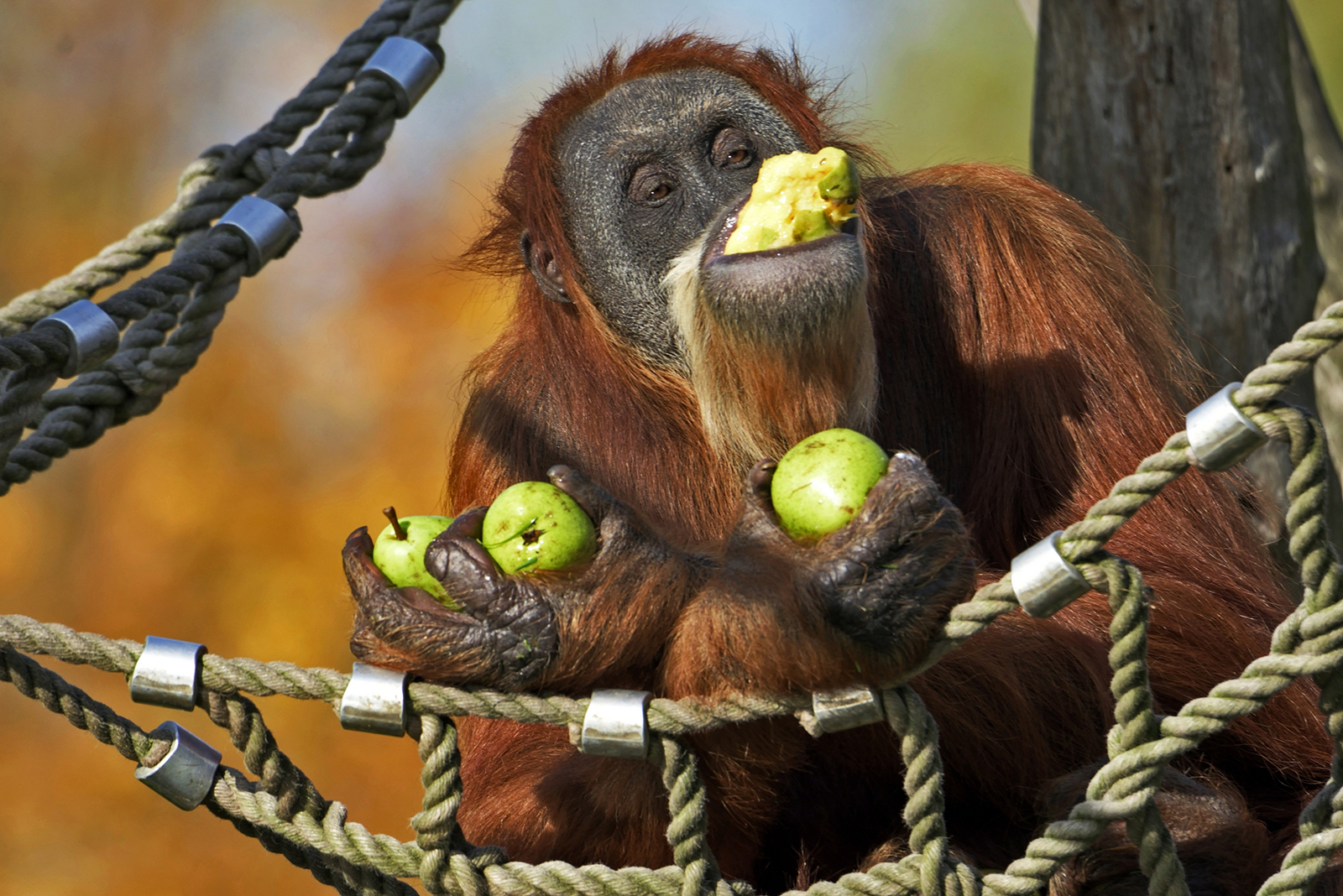 orangutan eating apples