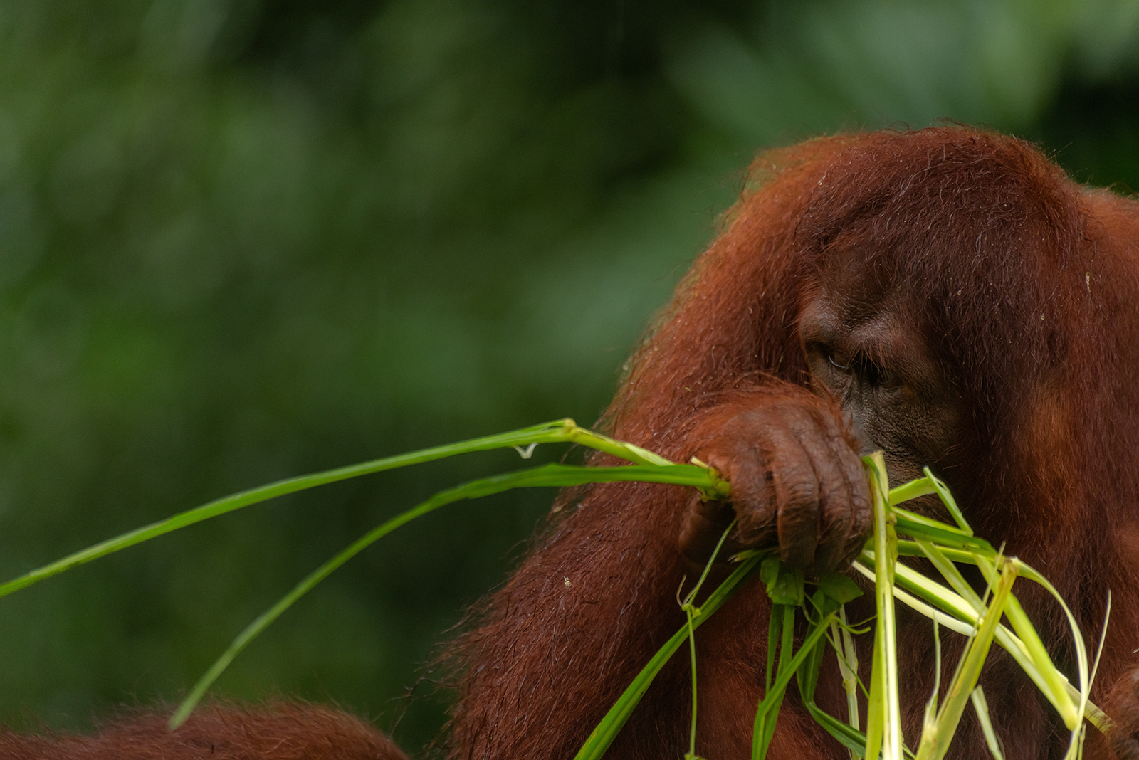 orangutan holding grass in hand