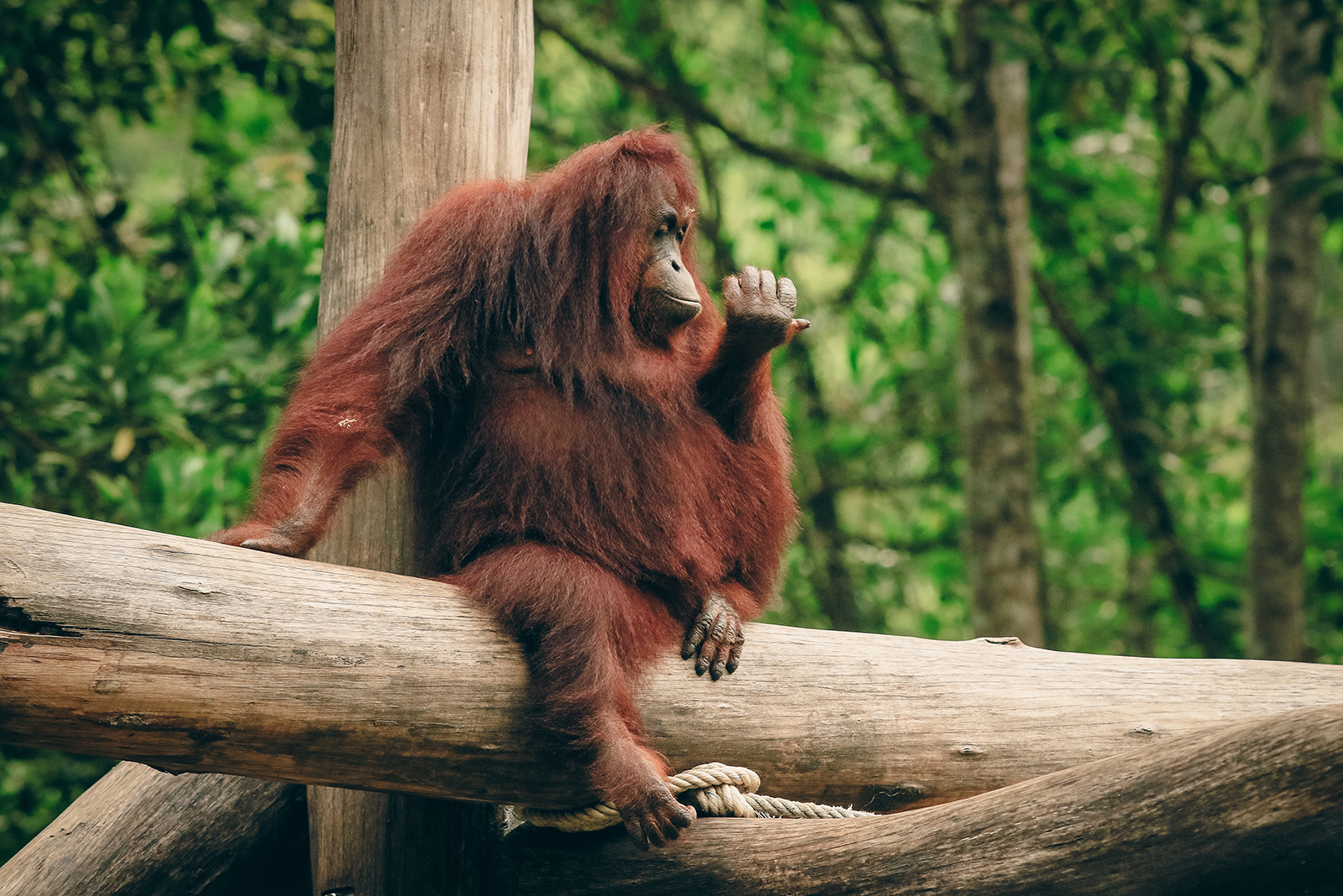 orangutan looking at his fingers