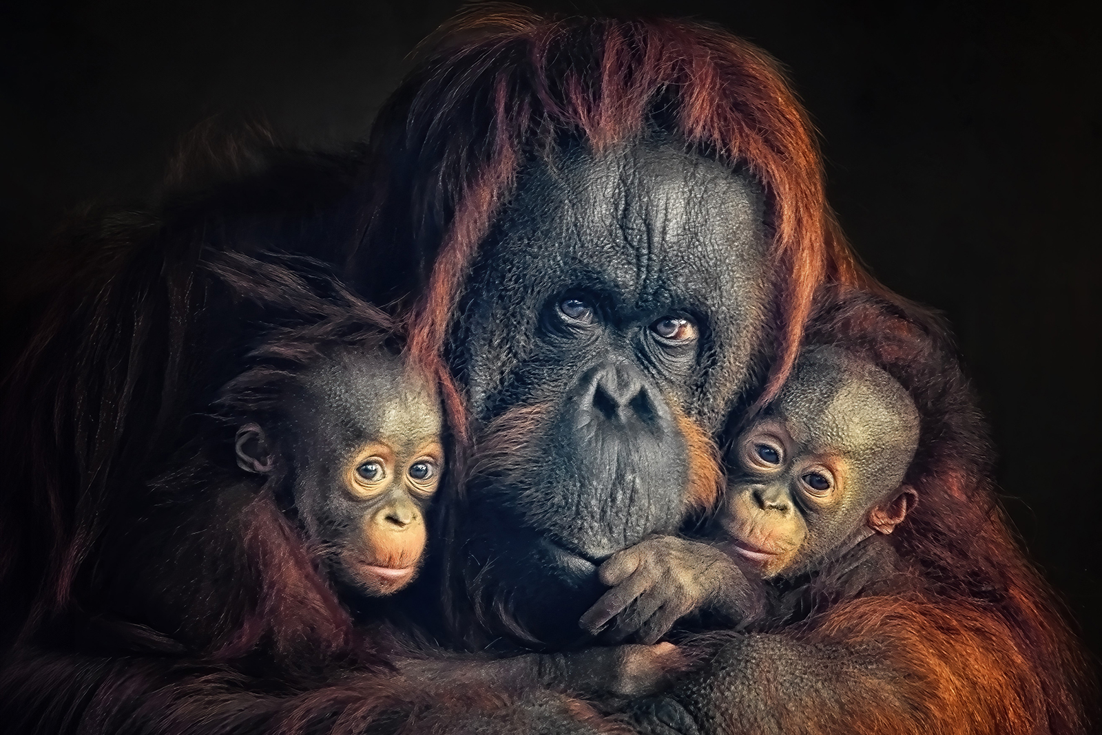 orangutan with babies