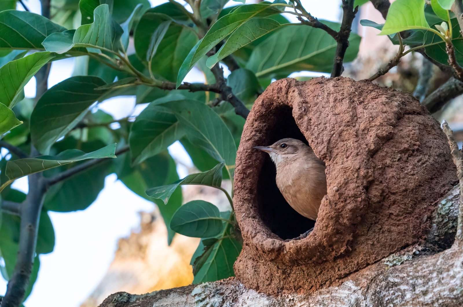 ovenbird nest