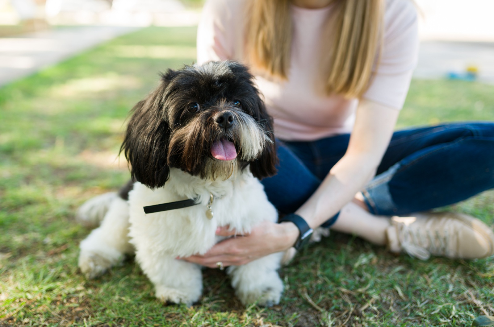 owner hugs shih tzu