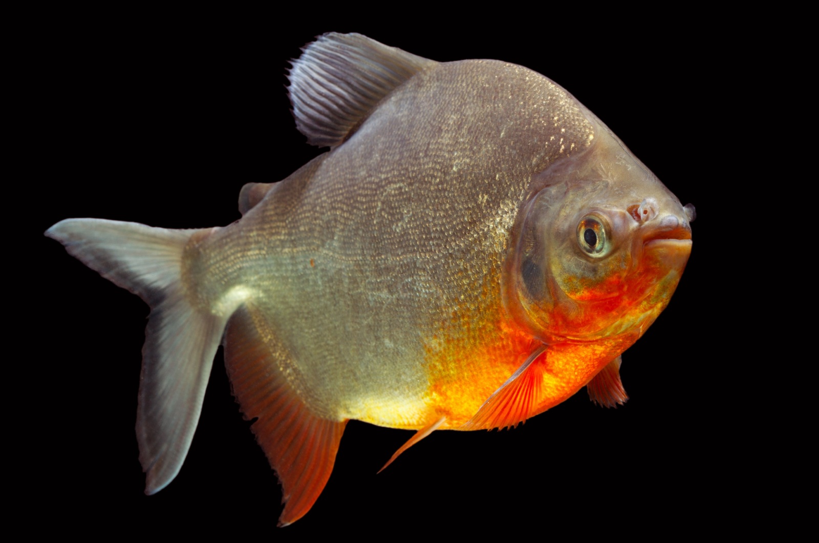 pacu fish