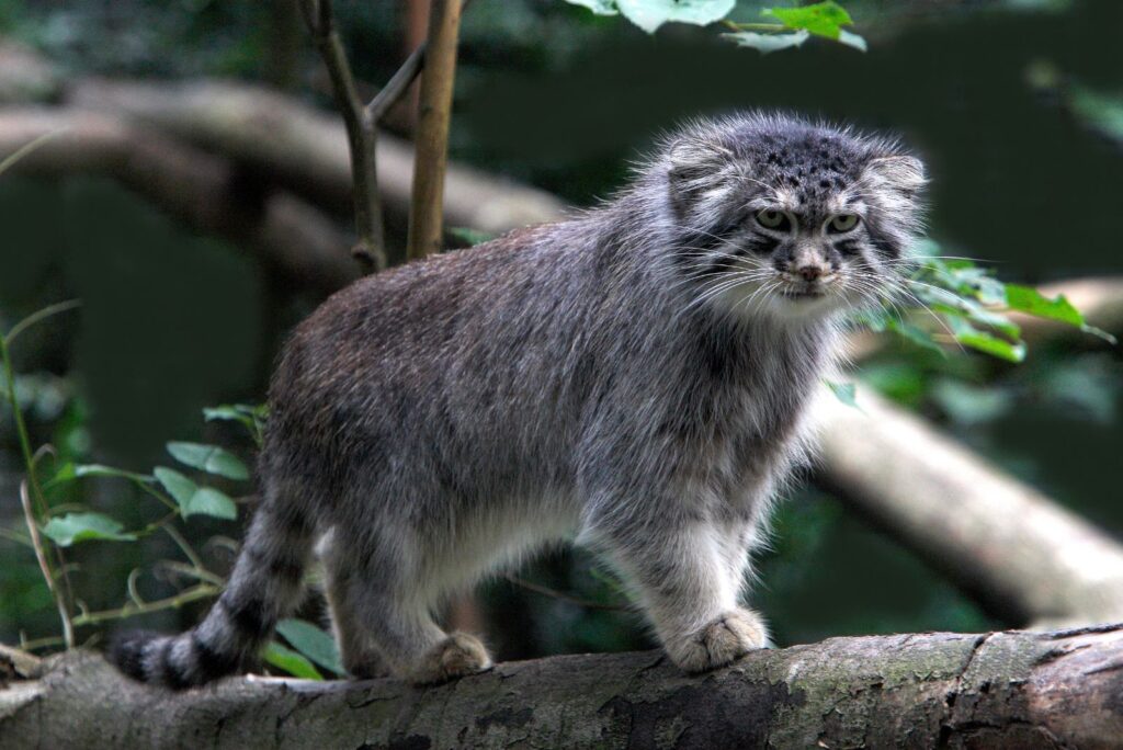 pallas's cat