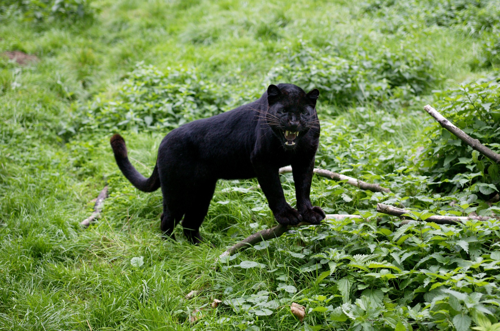 panther in woods