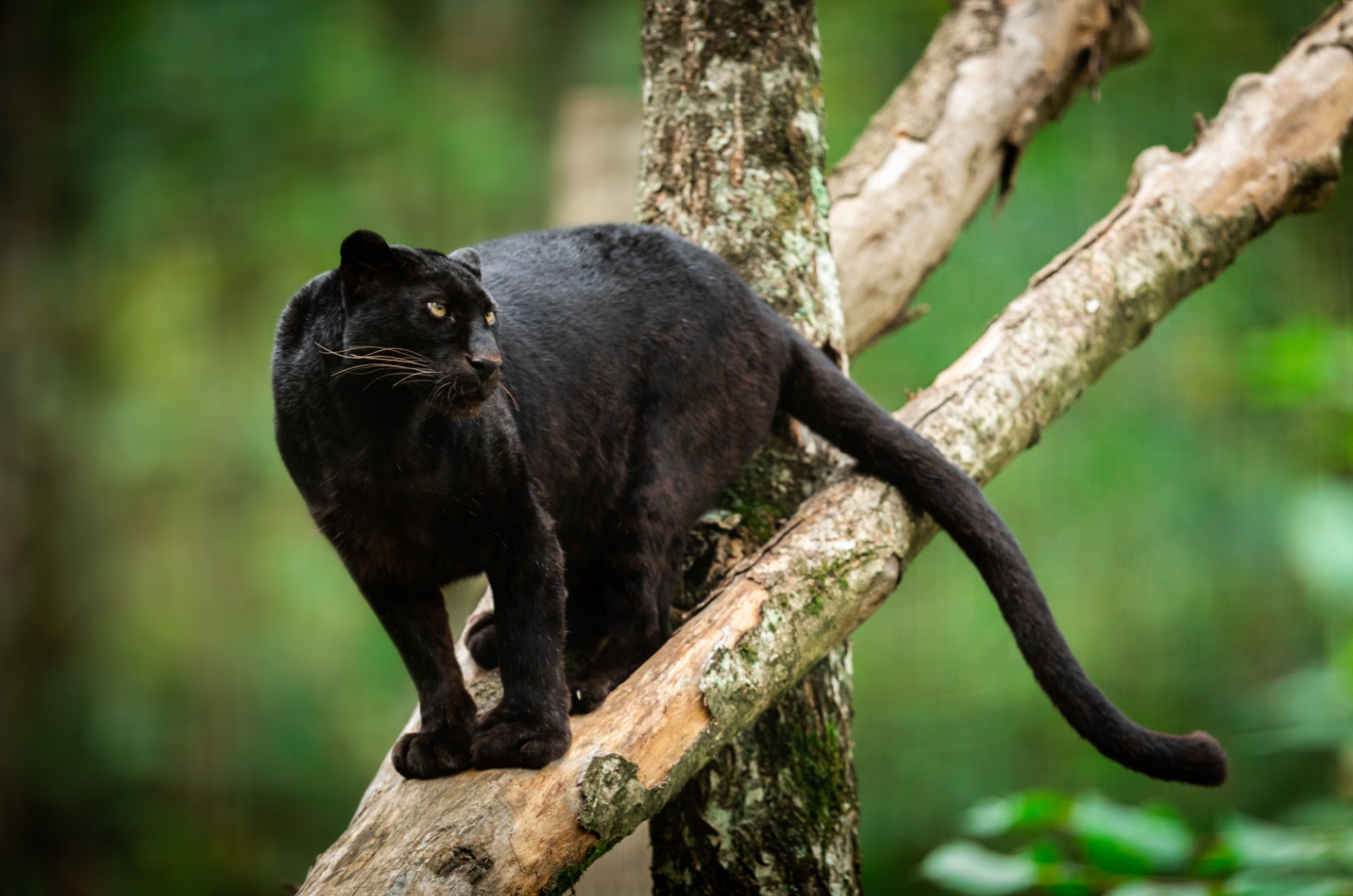 panther on tree