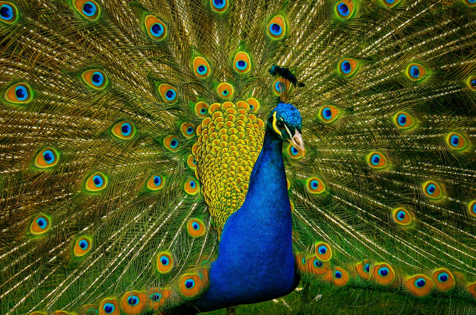 peacock