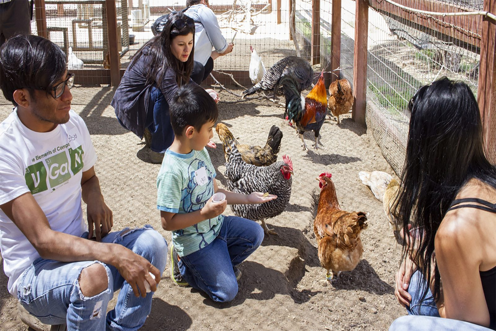 people feeding chickens