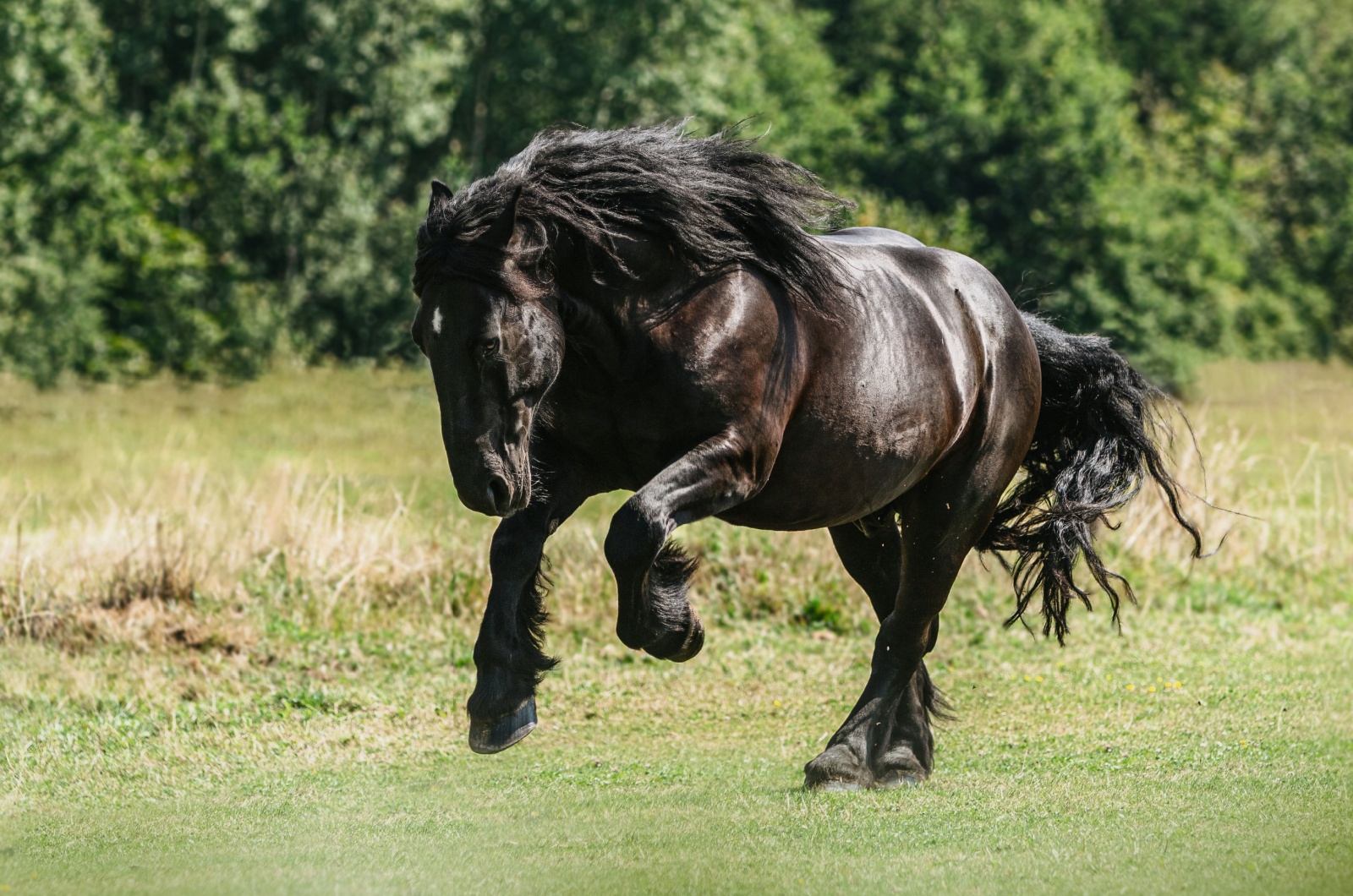 percheron