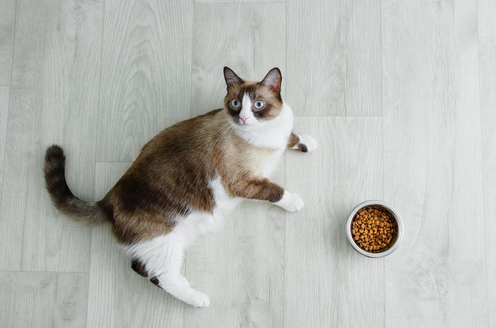 13 Gorgeous Snowshoe Cat Colors And Patterns You'll Adore