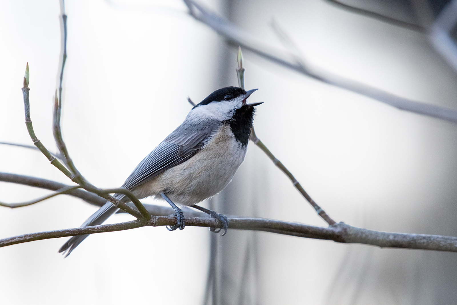 photo of chickadee