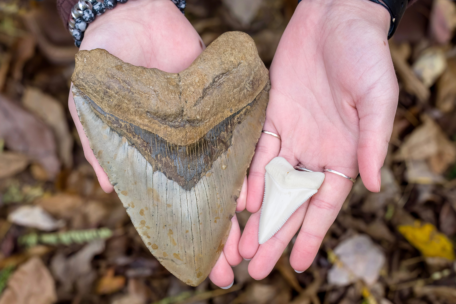 pieces of ancient shark in womans hands