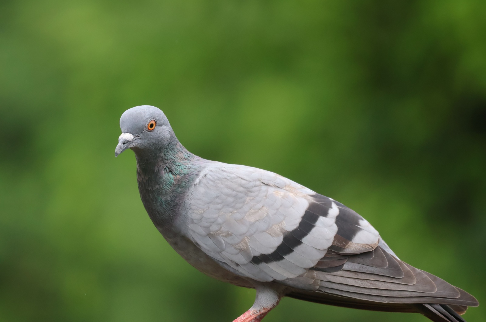 pigeon