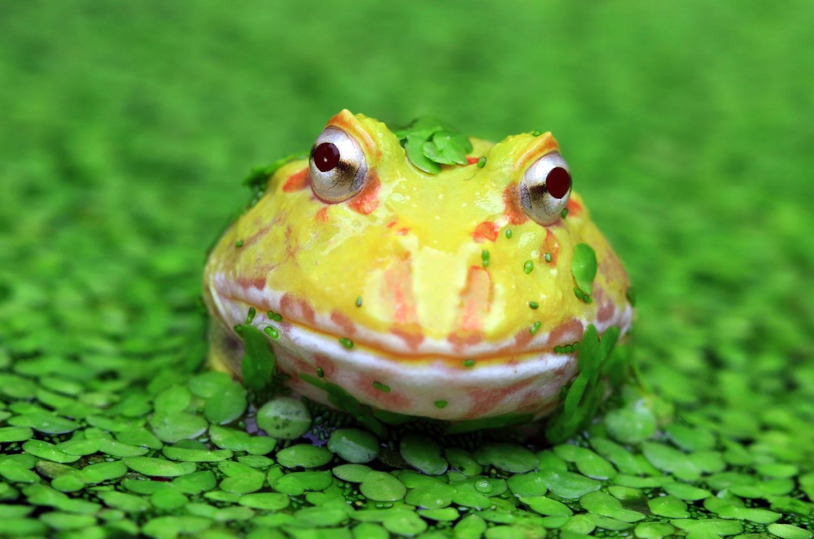 pikachu tree frog