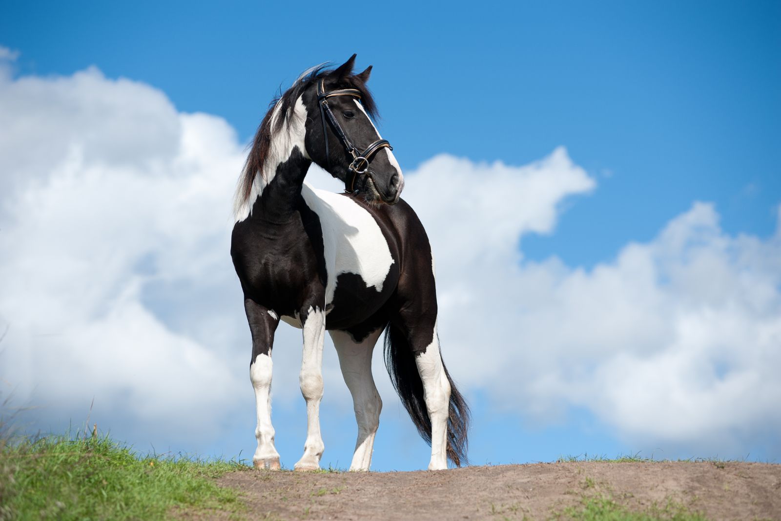 pinto horse